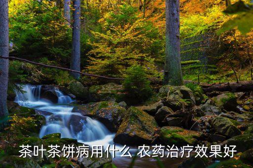 茶葉茶餅病用什么 農藥治療效果好
