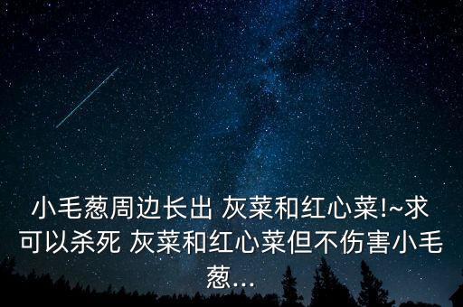 灰菜用什么農藥最好,灰菜和什么搭配最好