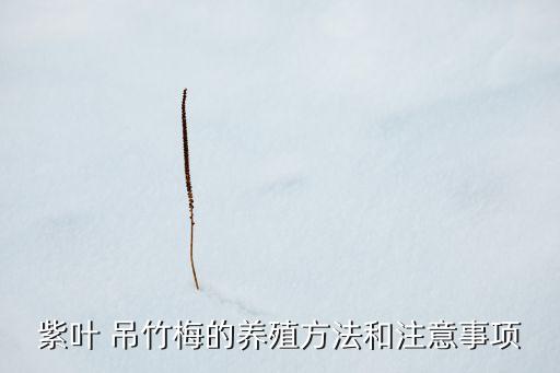 ,吊竹梅噴什么農藥好