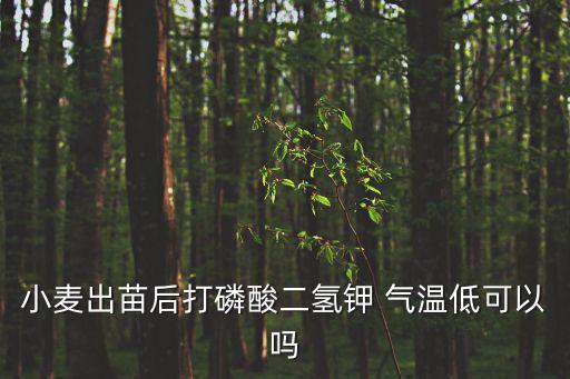 小麥出苗后打磷酸二氫鉀 氣溫低可以嗎