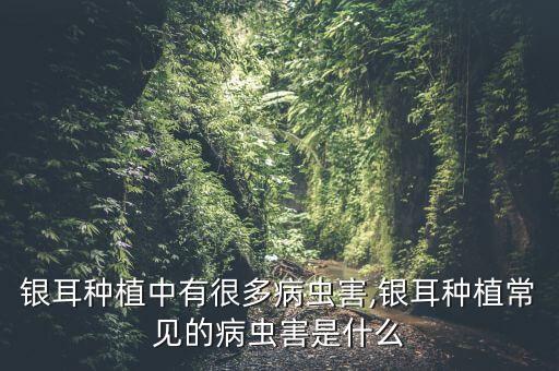 銀耳種植中有很多病蟲害,銀耳種植常見的病蟲害是什么