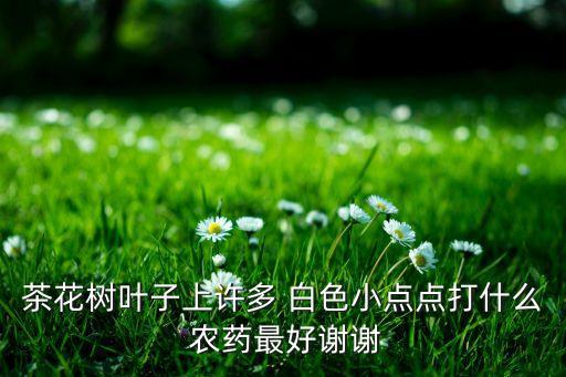 茶花樹葉子上許多 白色小點點打什么 農藥最好謝謝