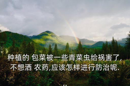 種植的 包菜被一些青菜蟲給禍害了,不想灑 農藥,應該怎樣進行防治呢...