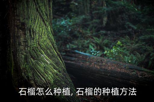 石榴用什么農藥保果,石榴樹需要打什么農藥?