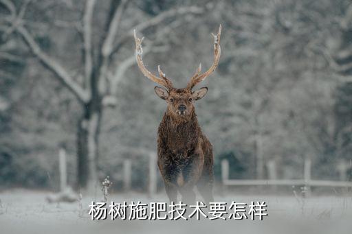  楊樹施肥技術要怎樣