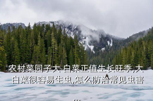 ,白菜招蟲打什么農藥好