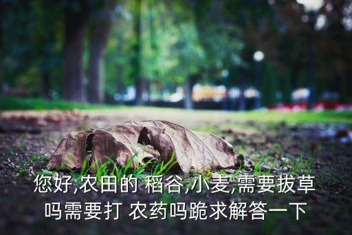 為什么稻谷不打農藥呢視頻