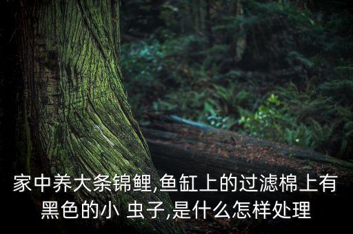 家中養(yǎng)大條錦鯉,魚缸上的過濾棉上有黑色的小 蟲子,是什么怎樣處理