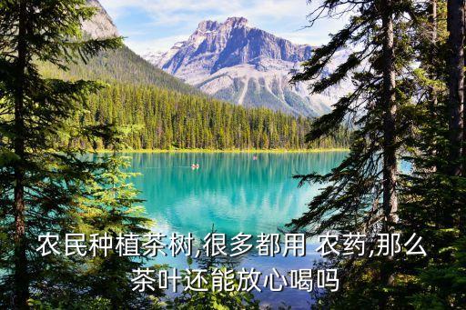 農民種植茶樹,很多都用 農藥,那么 茶葉還能放心喝嗎