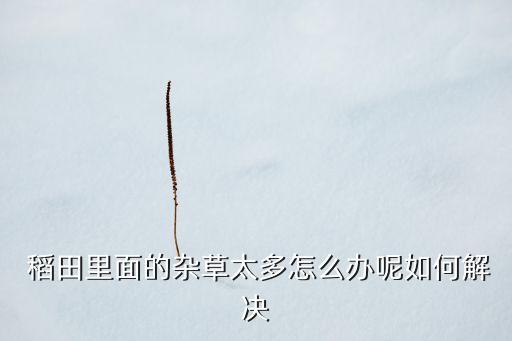 什么農(nóng)藥除稻田雜稻,稻田里有雜稻有什么辦法治