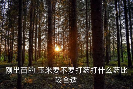 種玉米會打什么農(nóng)藥,玉米可以和什么一起打糊