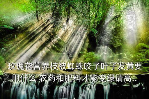 玫瑰花營養枝被蜘蛛咬了葉子發黃要用什么 農藥和肥料才能變綠請高...