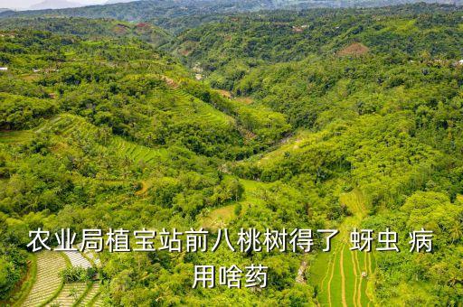 蚜蟲病用什么農(nóng)藥,蚜蟲引起什么病