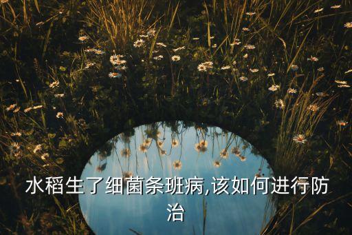 水稻生了細菌條班病,該如何進行防治