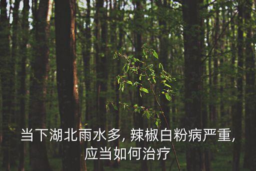 下雨后辣椒打什么農藥合適