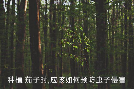 種植 茄子時,應該如何預防蟲子侵害