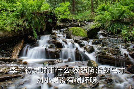 李子初果時用什么 農藥防治蚜蟲才對小果沒有損壞呀