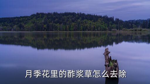 什么農藥殺草月季花,殺月季花蚜蟲最有效的農藥