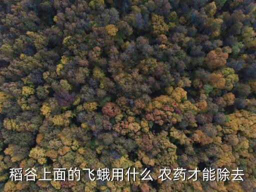 營口地區稻飛虱用什么農藥