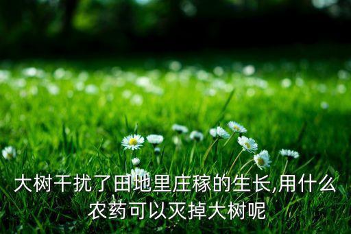 大樹干擾了田地里莊稼的生長,用什么 農藥可以滅掉大樹呢
