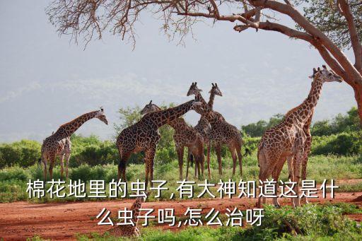 棉花打什么農藥治蟲最好,棉花用什么農藥