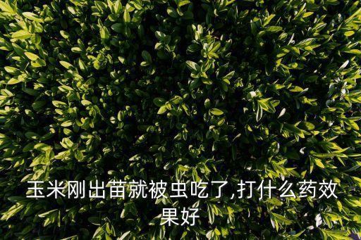 玉米剛出苗就被蟲吃了,打什么藥效果好