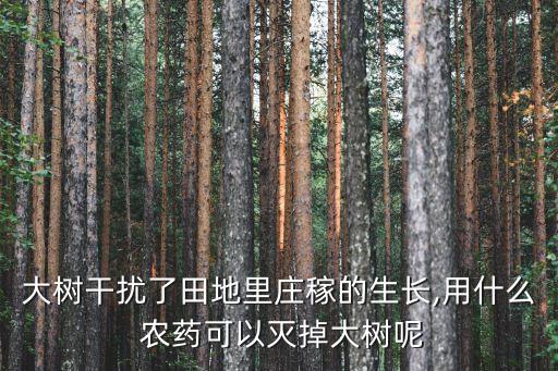 什么農(nóng)藥除雜草不傷樹木,春季雜草用什么農(nóng)藥效果好