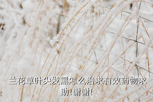 蘭花草葉尖發黑怎么治求有效藥物求助!謝謝!