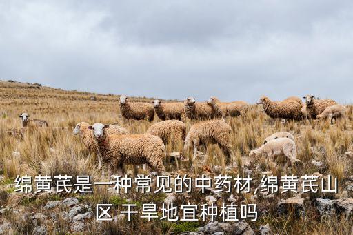 綿黃芪是一種常見的中藥材,綿黃芪山區(qū) 干旱地宜種植嗎