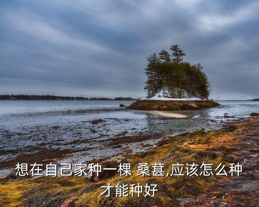 桑葚樹殺蟲用什么農(nóng)藥合適