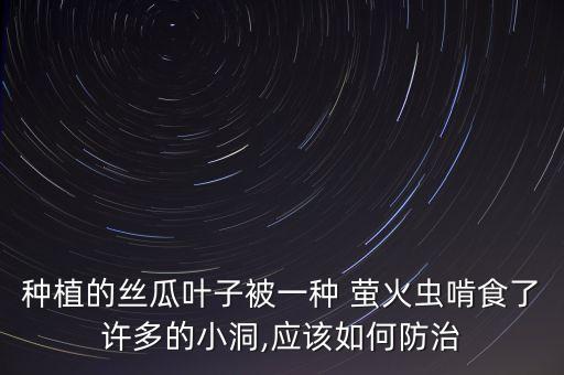 種植的絲瓜葉子被一種 螢火蟲啃食了許多的小洞,應該如何防治