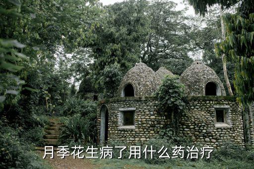 月季花生病了用什么藥治療