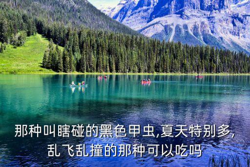 那種叫瞎碰的黑色甲蟲(chóng),夏天特別多,亂飛亂撞的那種可以吃嗎