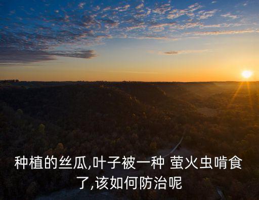 種植的絲瓜,葉子被一種 螢火蟲啃食了,該如何防治呢