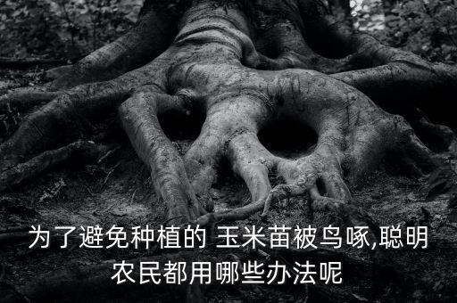 為了避免種植的 玉米苗被鳥(niǎo)啄,聰明農(nóng)民都用哪些辦法呢