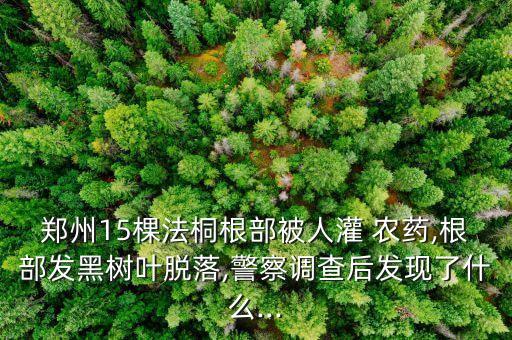 鄭州15棵法桐根部被人灌 農藥,根部發黑樹葉脫落,警察調查后發現了什么...