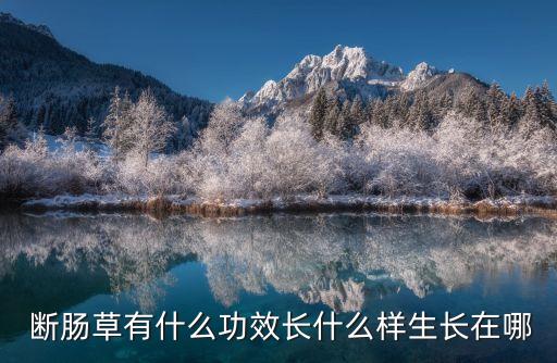 農藥斷腸草是什么,斷腸草的圖片是什么樣的