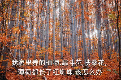 我家里養(yǎng)的植物,漏斗花,扶桑花, 薄荷都長了紅蜘蛛,該怎么辦