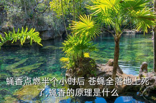 蠅香點(diǎn)燃半個(gè)小時(shí)后 蒼蠅全落地上死了,蠅香的原理是什么