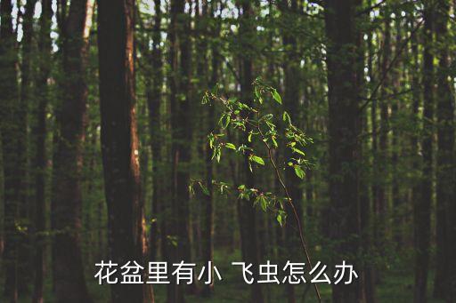 葡萄樹長小飛蟲用什么農(nóng)藥