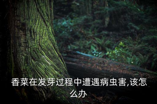 香菜用什么農(nóng)藥殺死的,什么農(nóng)藥能大量殺死蒼蠅