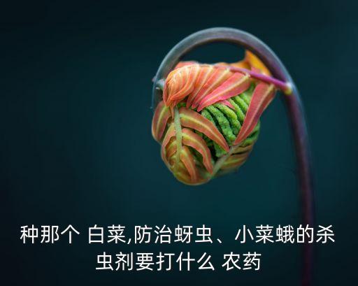 種那個 白菜,防治蚜蟲、小菜蛾的殺蟲劑要打什么 農藥