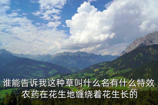 誰能告訴我這種草叫什么名有什么特效 農(nóng)藥在花生地纏繞著花生長的
