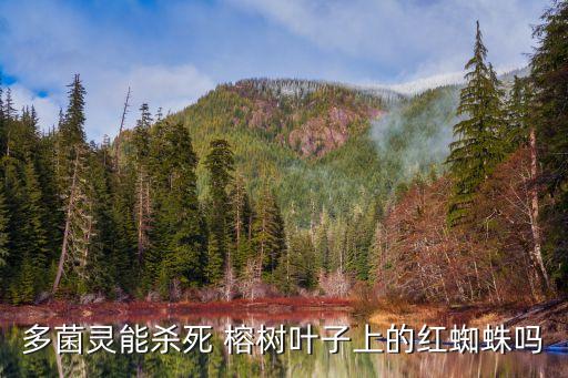 廣東榕樹什么農藥殺蟲