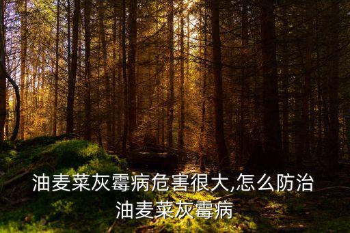 油麥菜灰霉病危害很大,怎么防治 油麥菜灰霉病