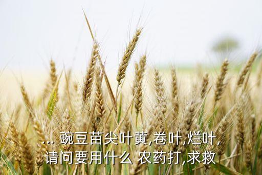 ... 豌豆苗尖葉黃,卷葉,爛葉,請問要用什么 農藥打,求救