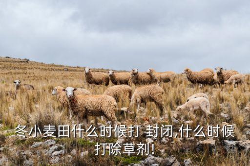 冬小麥田什么時候打 封閉,什么時候打除草劑!