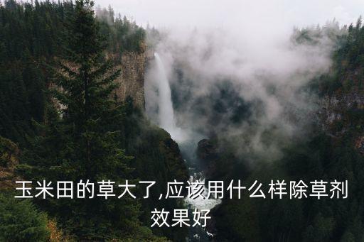 玉米地種什么農藥,夢見在玉米地打農藥