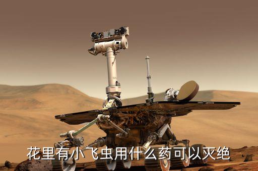 花里有小飛蟲用什么藥可以滅絕