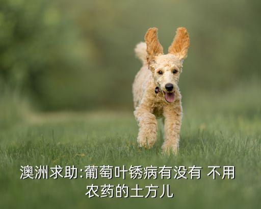 澳洲求助:葡萄葉銹病有沒有 不用 農藥的土方兒